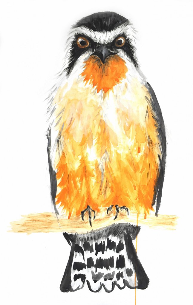 falconet.jpg