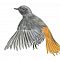 European Birds